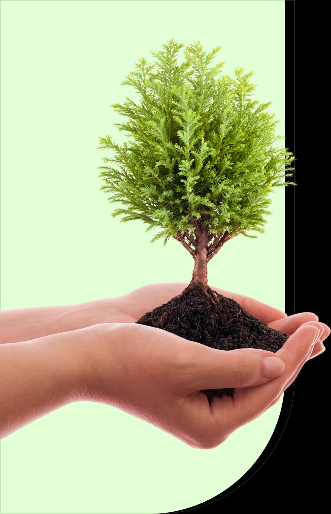 Cumberland Tree Services