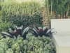 Greenview Landscapes & Lawns