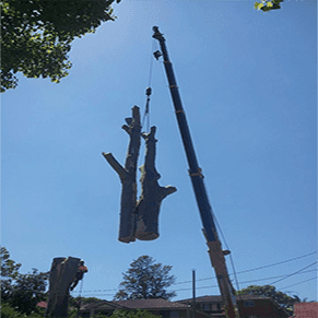 Plumb Trees