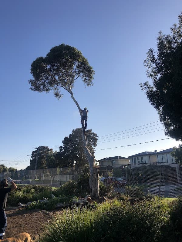 A Grade Garden And Tree Maintenance cover