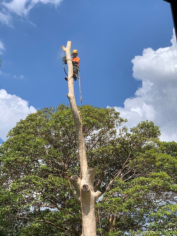 AAA AARDVARK TREE LOPPING AND GARDENING project 1