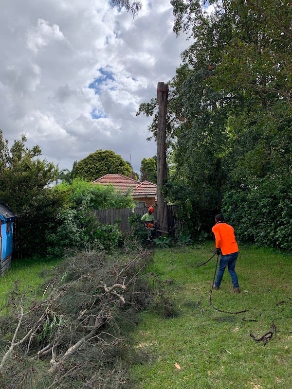AAA AARDVARK TREE LOPPING AND GARDENING project 6