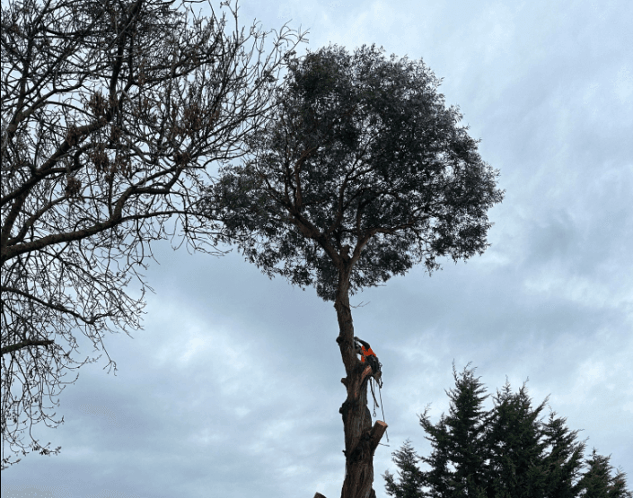 Akr tree services project 2