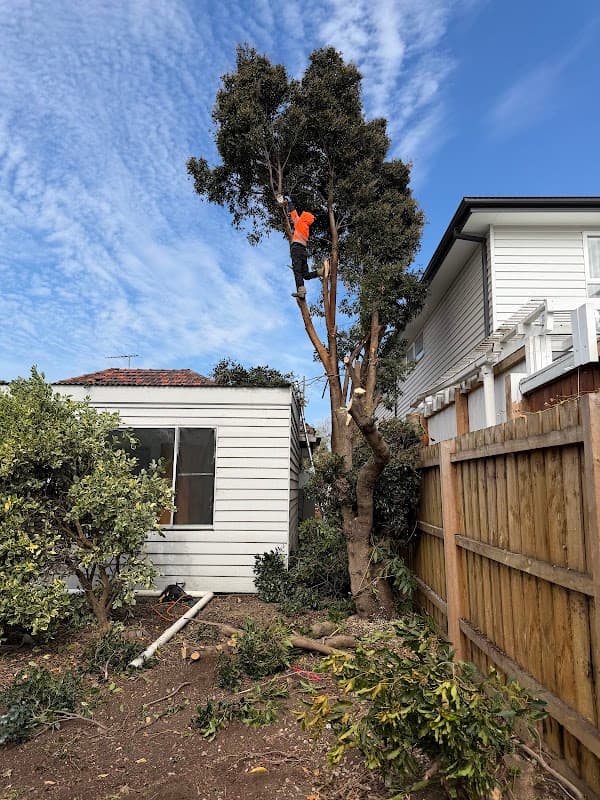 Akr tree services project 5