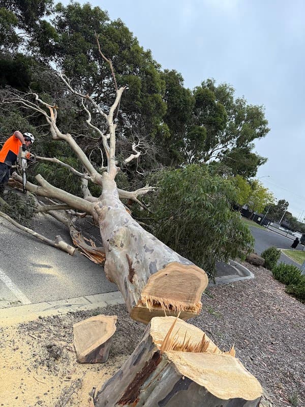 Akr tree services project 6