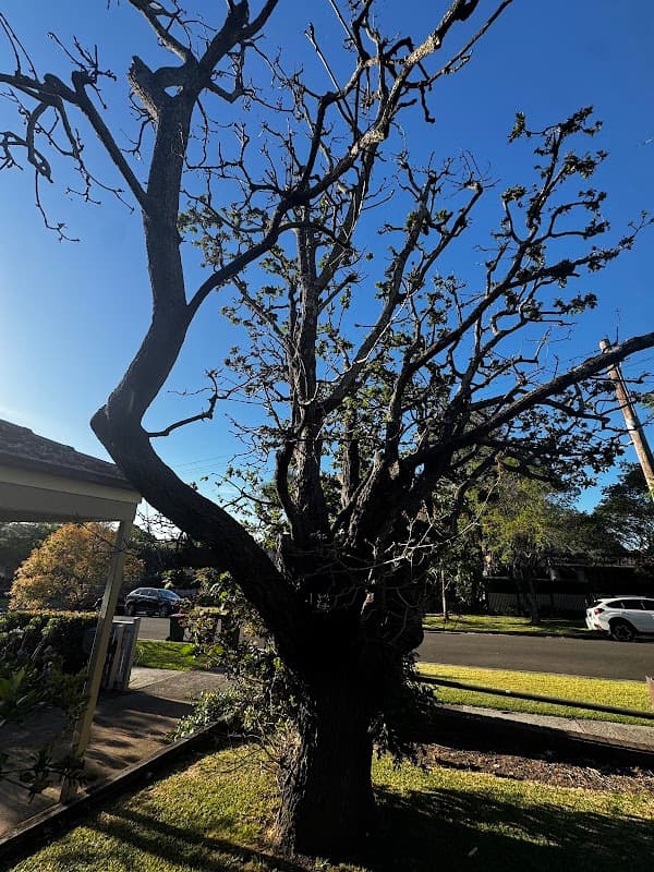 All tree services Canberra and Gosford project 6