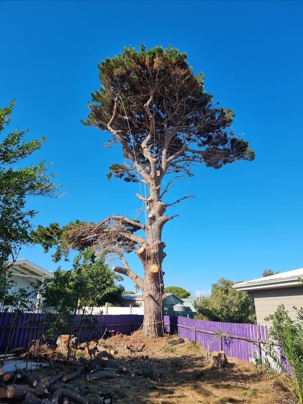 Altitude Tree Surgery cover