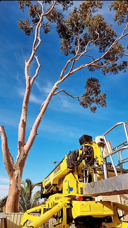 Altitude Tree Surgery project 6