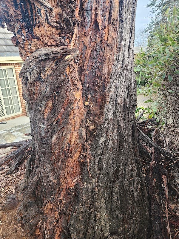 Any Tree Arboriculture - Inny Dean project 1