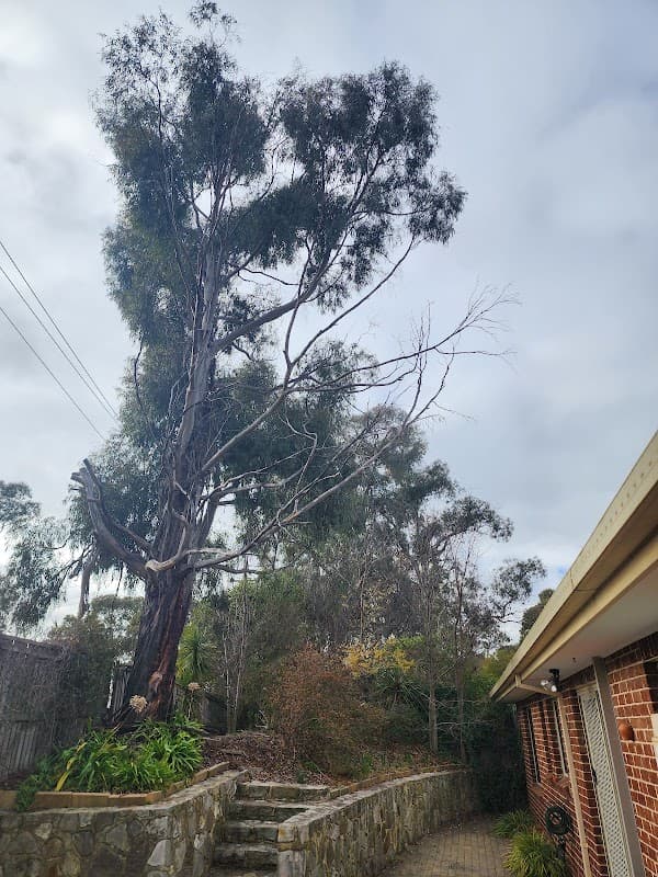 Any Tree Arboriculture - Inny Dean cover