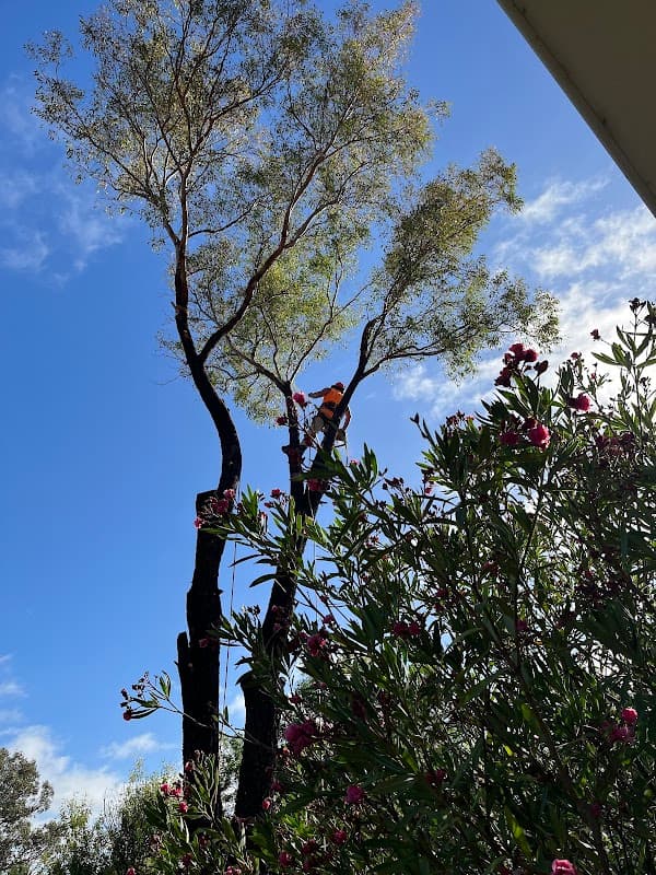 Any Tree Arboriculture - Inny Dean project 3