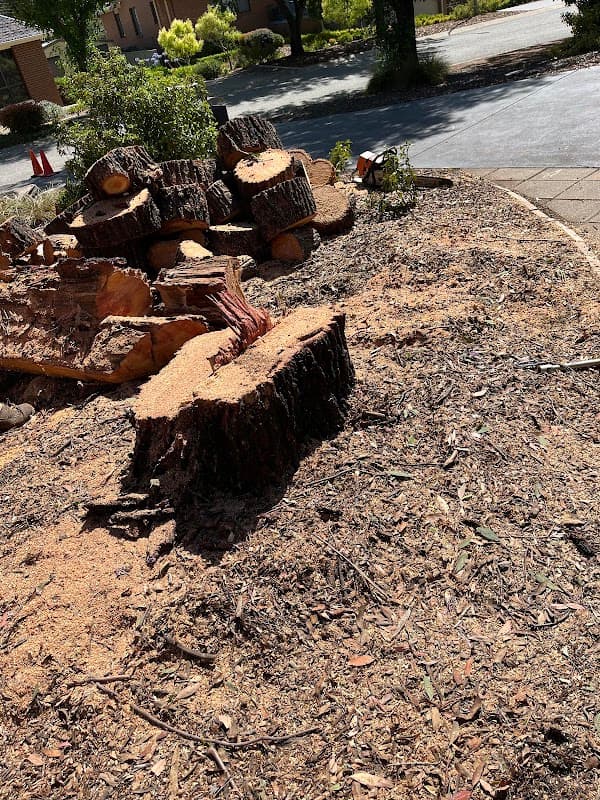 Any Tree Arboriculture - Inny Dean project 4
