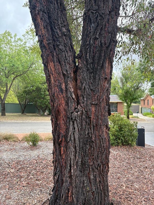 Any Tree Arboriculture - Inny Dean project 5