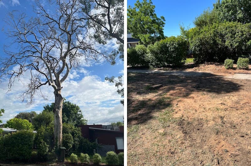 Arborista Trees
