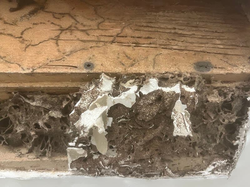 Area Specialist Pest & Wildlife Solutions project 2
