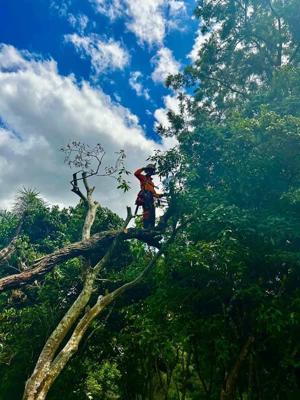 Ashgrove Tree Services cover