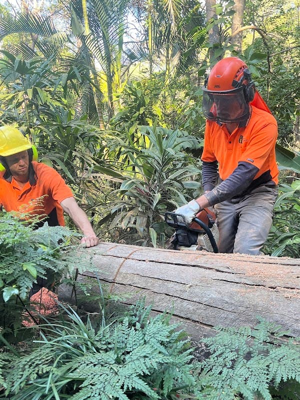 Ashgrove Tree Services project 3