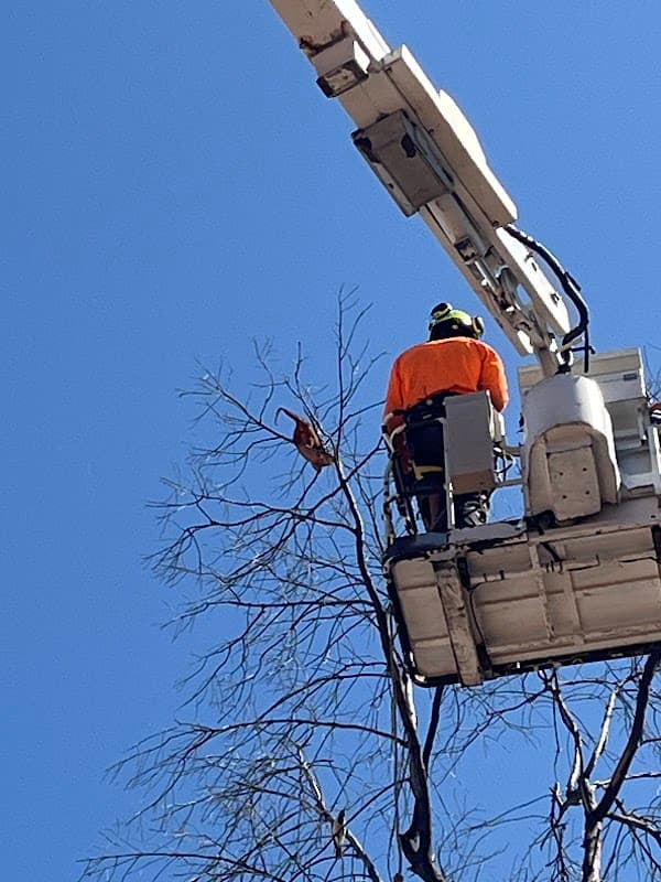 Ashgrove Tree Services project 5