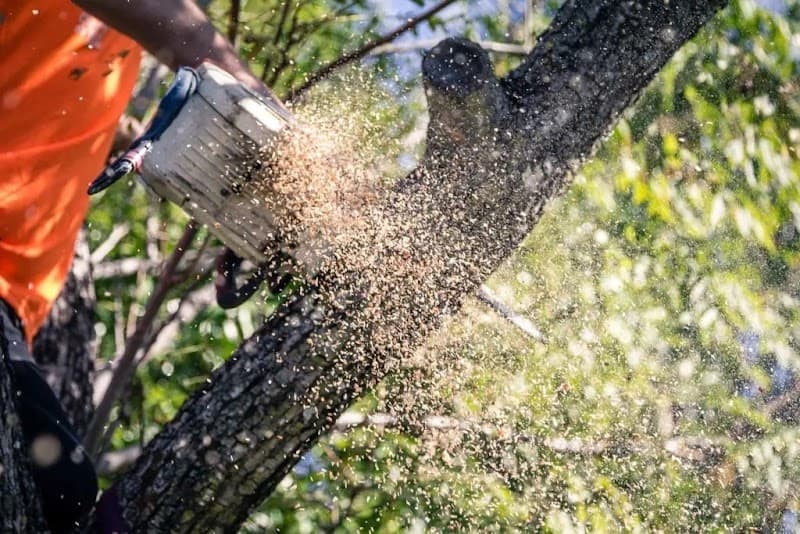 AUSSIE TREE REMOVAL DARWIN project 1