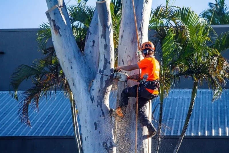 AUSSIE TREE REMOVAL DARWIN cover
