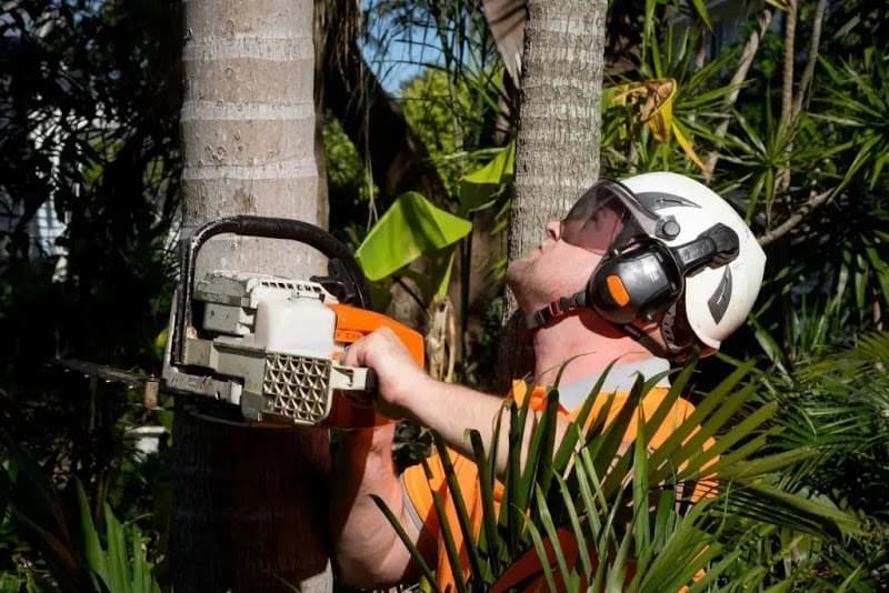 AUSSIE TREE REMOVAL DARWIN project 3