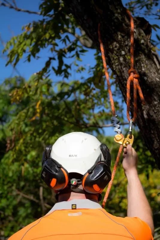 AUSSIE TREE REMOVAL DARWIN project 4