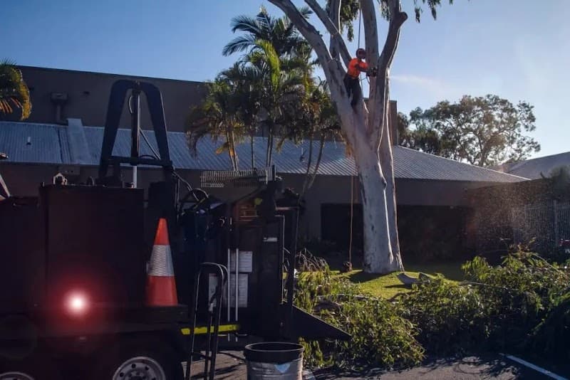 AUSSIE TREE REMOVAL DARWIN project 5