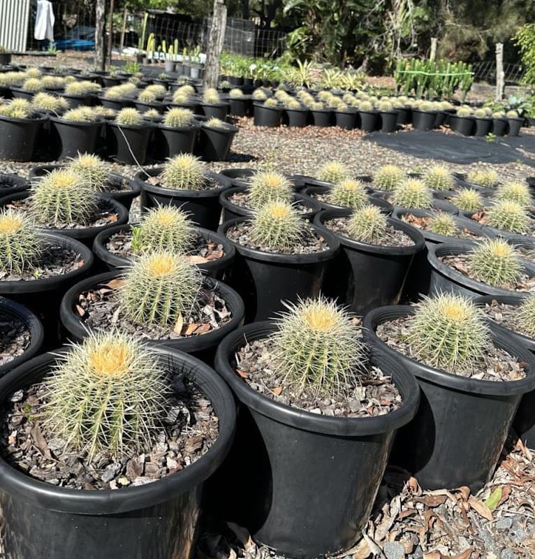 Barellan Nursery, Design & Landscaping project 4