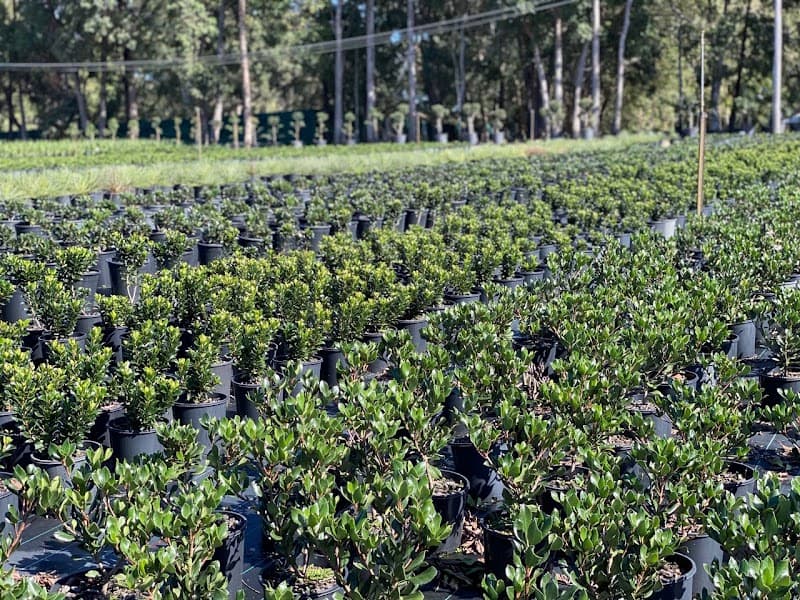 Barellan Nursery, Design & Landscaping project 5