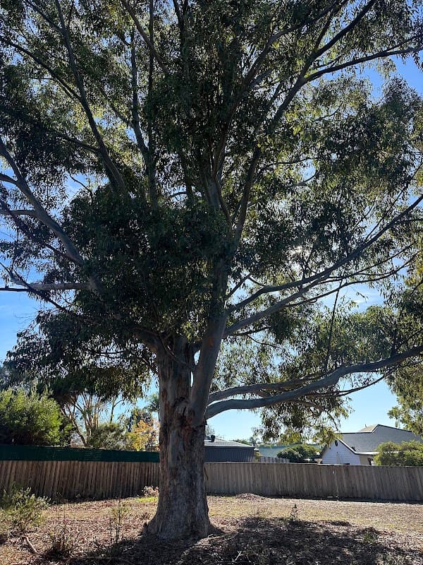 Belmont Tree Loppers and Tree Removal project 1