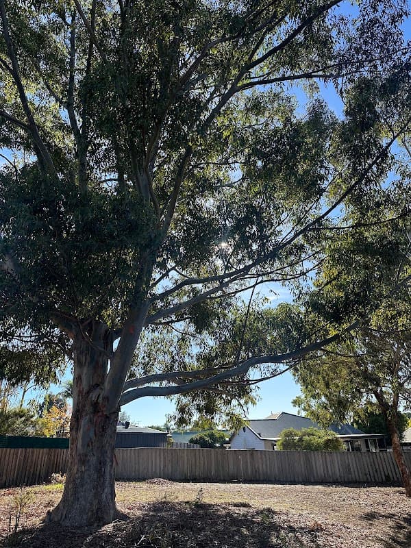 Belmont Tree Loppers and Tree Removal cover