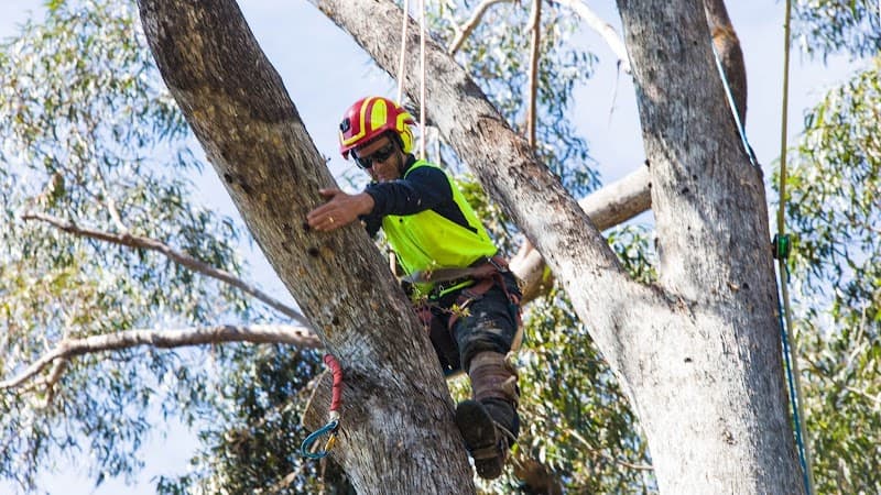 Bohmer's Tree Care project 1