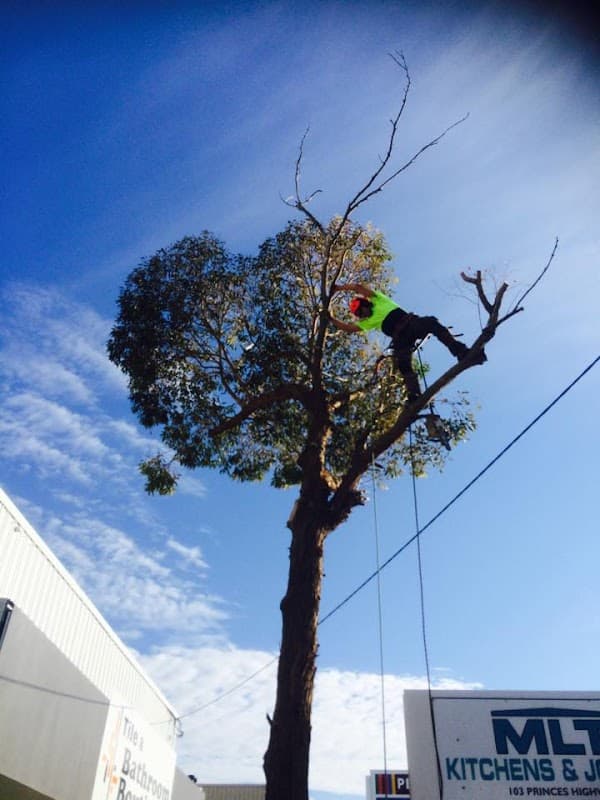Bohmer's Tree Care project 3