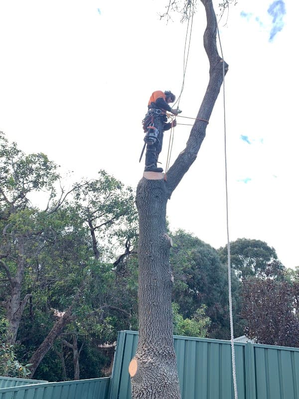 Bradleys Tree & Stump Removal