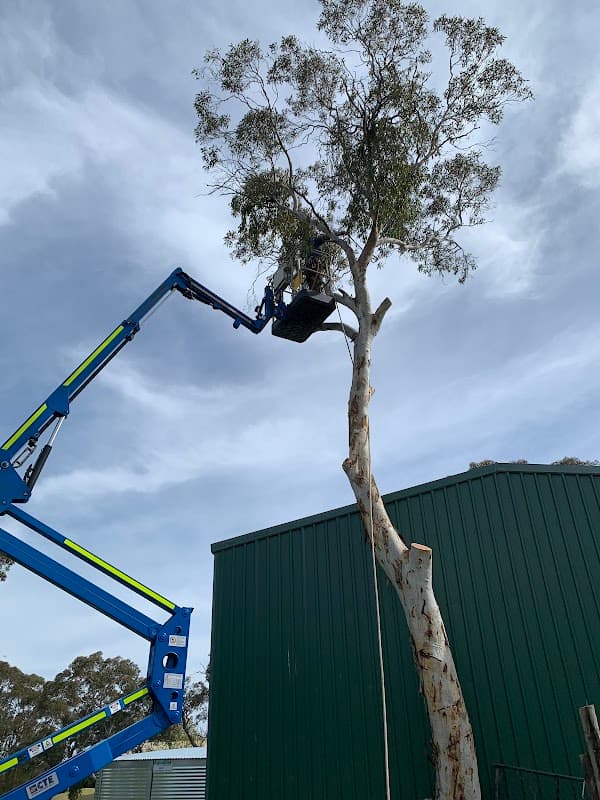 Bradleys Tree & Stump Removal cover