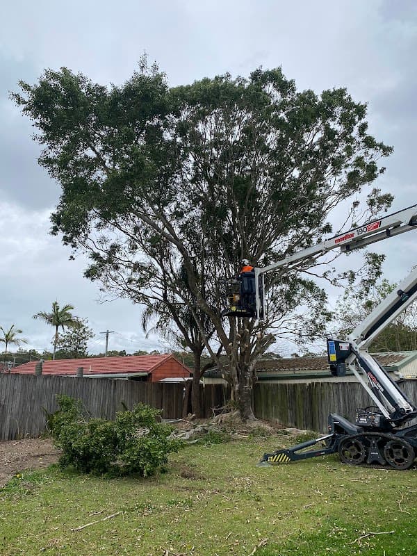 Brisbane Tree Experts | Tree Arborists & Tree Care Specialists project 1