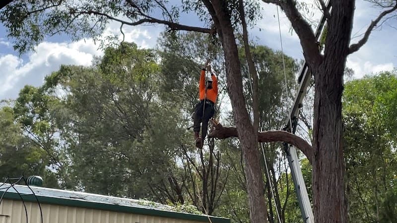 Brisbane Tree Experts | Tree Arborists & Tree Care Specialists project 3