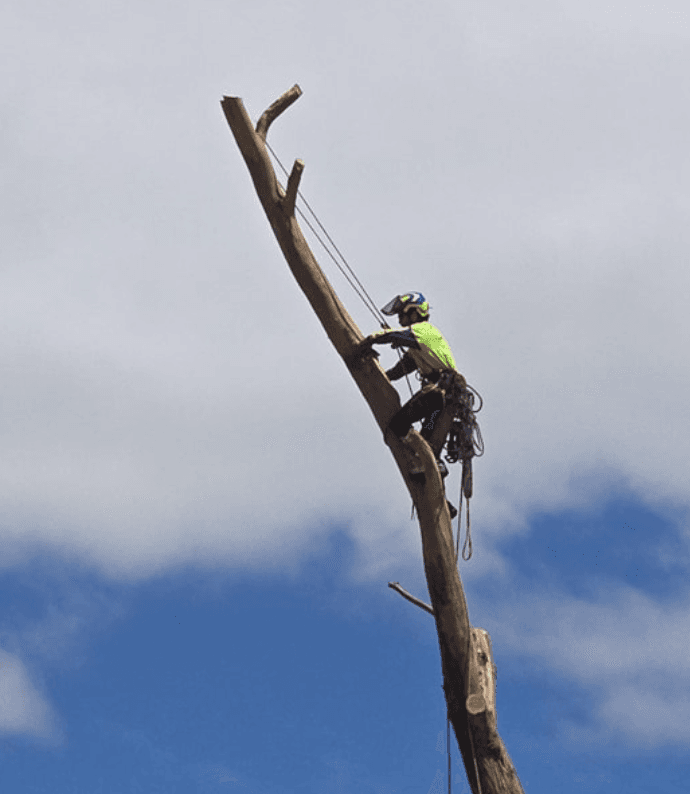 Chop It Tree Services project 4