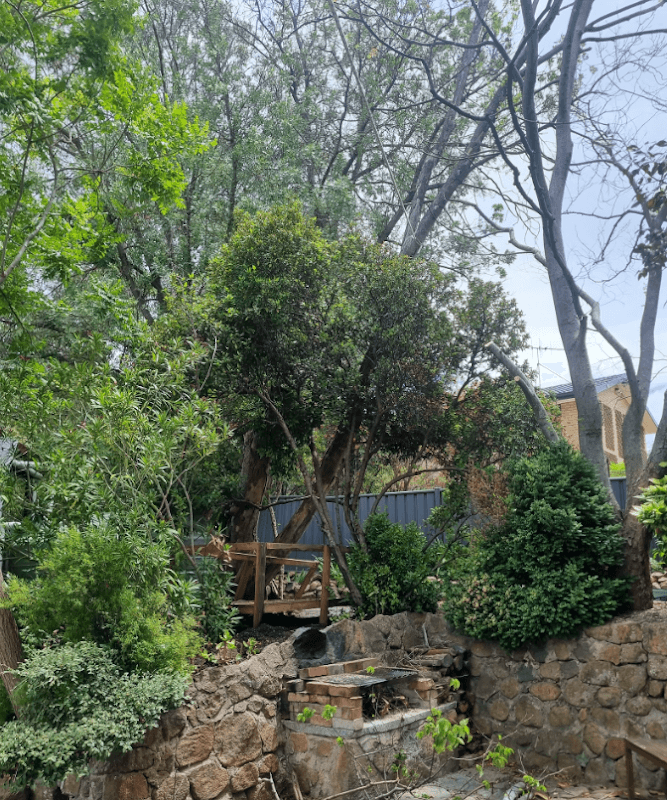 Chop It Tree Services project 5