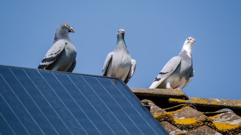 CleanScene Bird Control cover