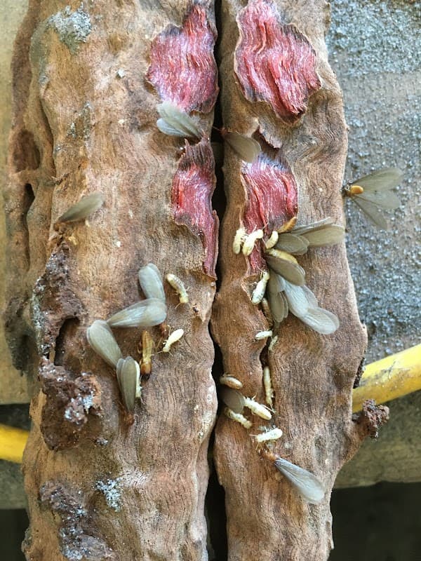 Command Pest Control project 2
