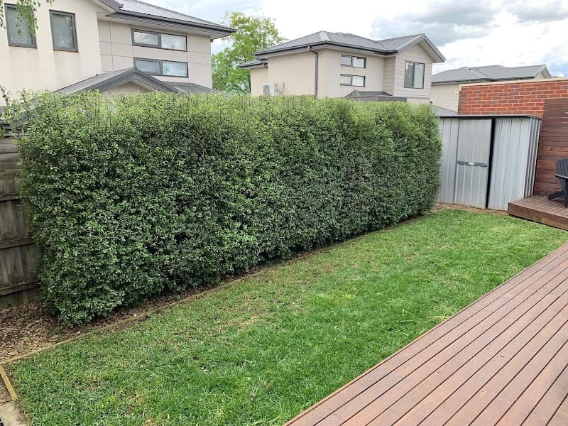 Cut Above Lawns & Hedges project 3
