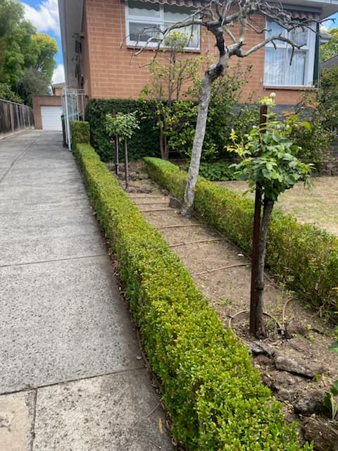 Cuttin Hedge Gardening Services project 4