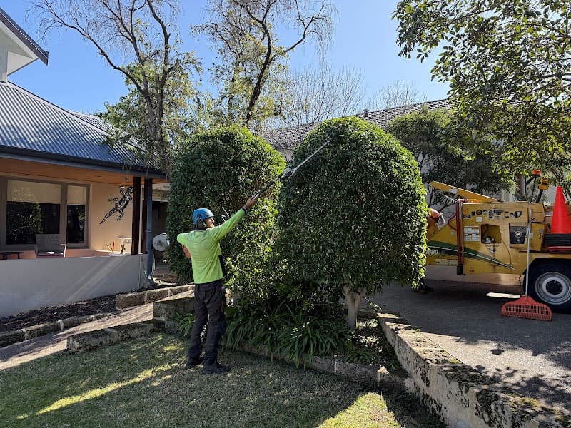 Dickies Tree Service project 3