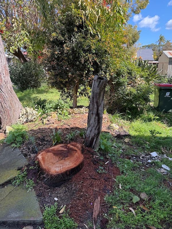 Dickies Tree Service project 6