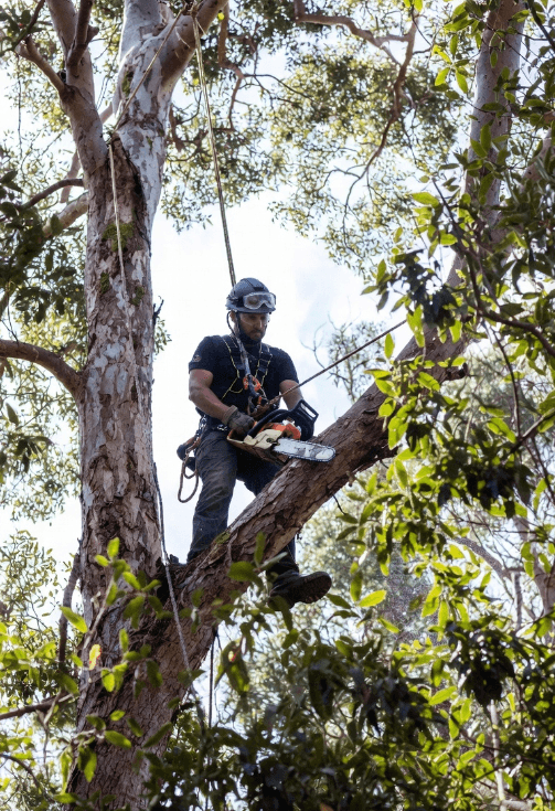 Dons Tree Services project 1