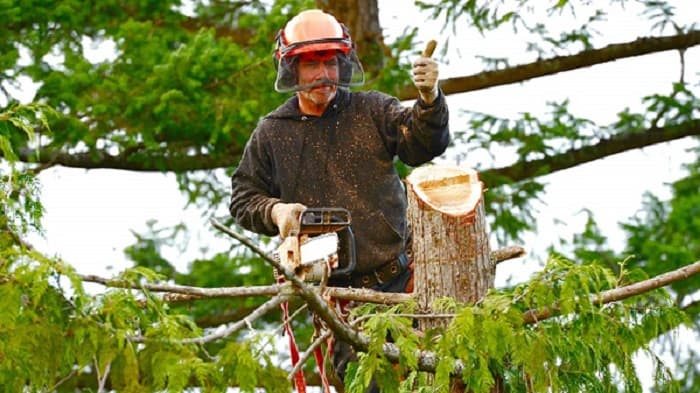 Dons Tree Services project 3