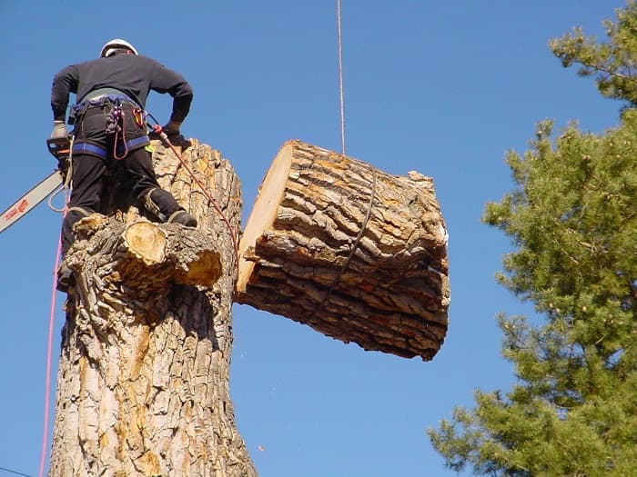 Dons Tree Services project 4