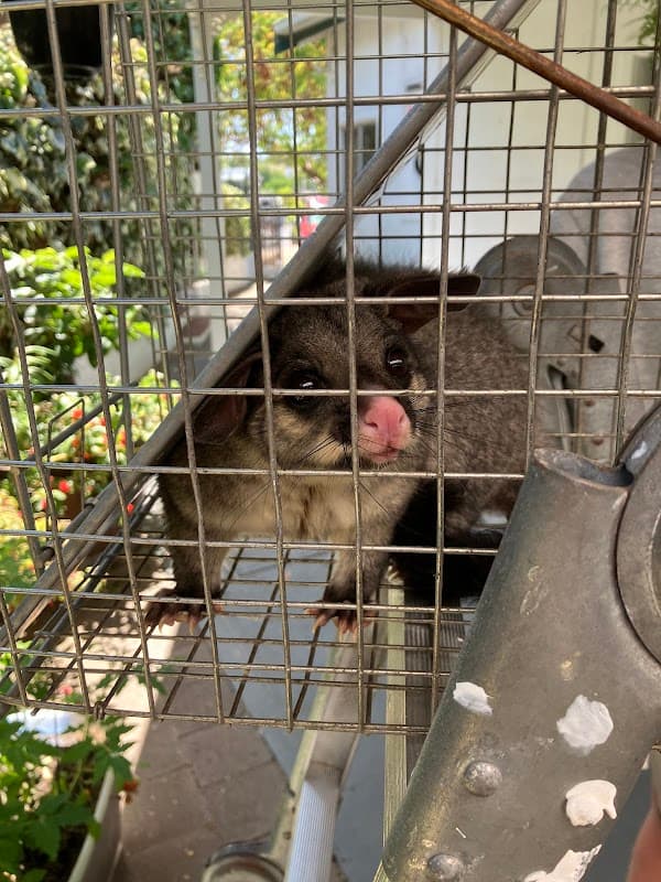 Eagle Eye Pest Control - Adelaide project 3
