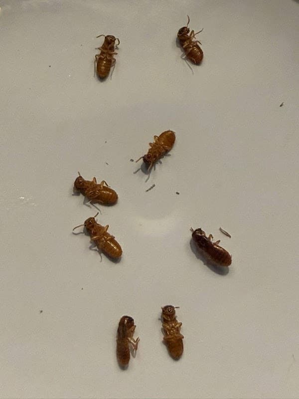 Eco Friendly Pest Solutions project 3